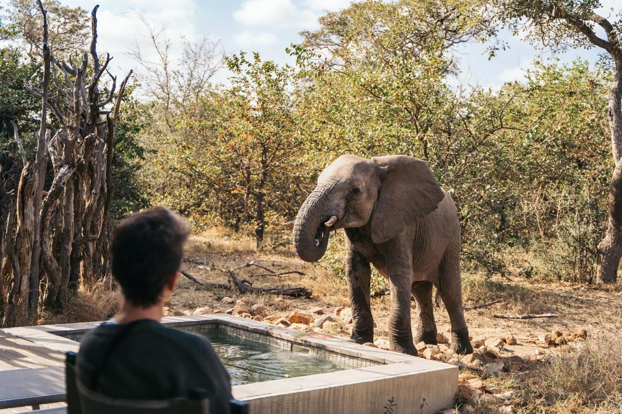 Simbavati River Lodge Timbavati Vadrezervátum Kültér fotó