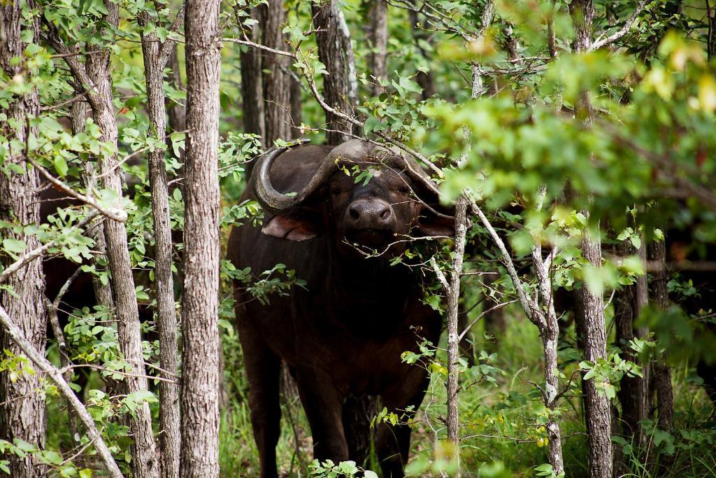 Simbavati River Lodge Timbavati Vadrezervátum Kültér fotó