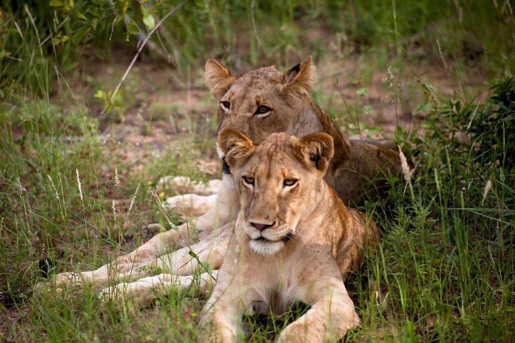 Simbavati River Lodge Timbavati Vadrezervátum Kültér fotó