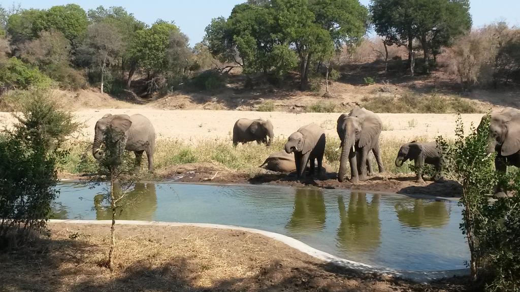 Simbavati River Lodge Timbavati Vadrezervátum Kültér fotó