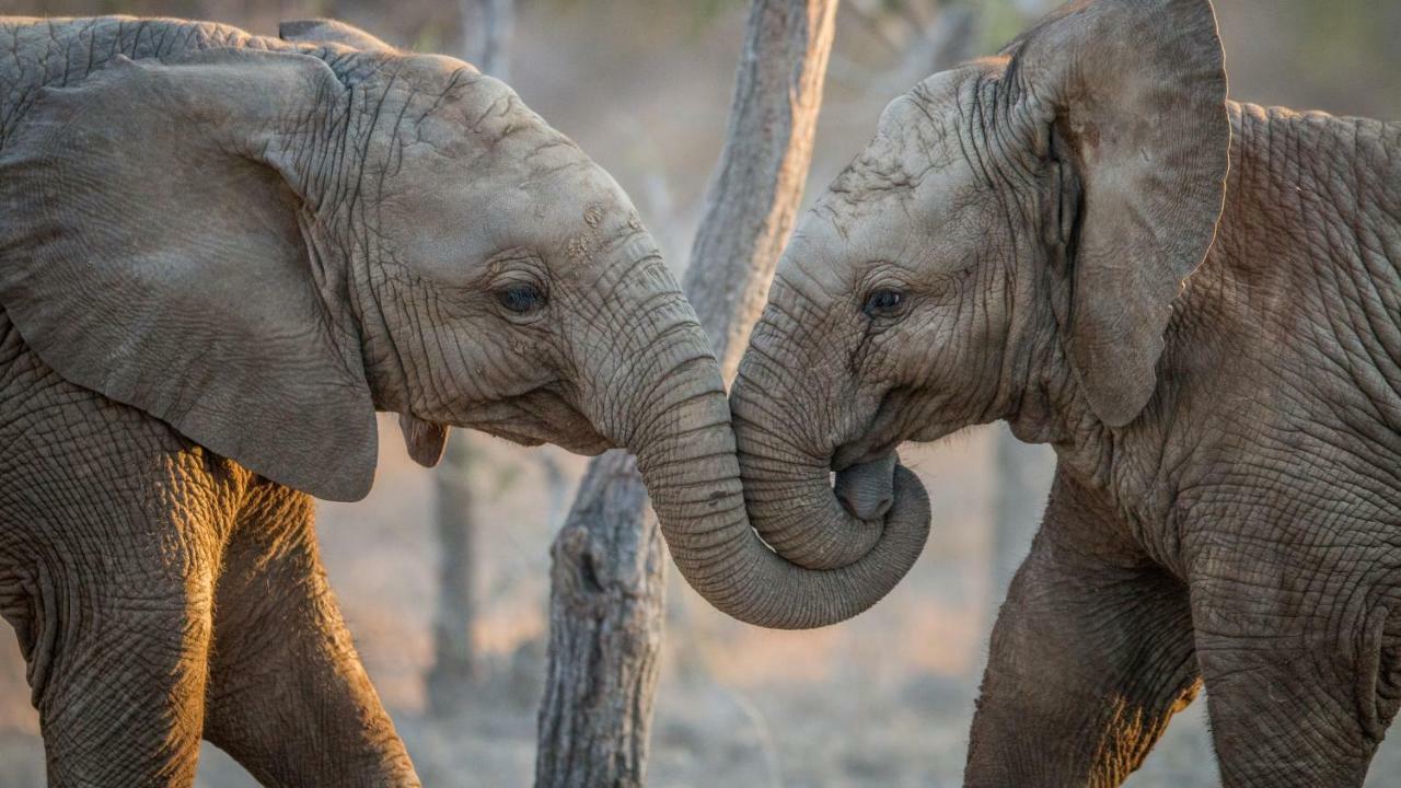 Simbavati River Lodge Timbavati Vadrezervátum Kültér fotó
