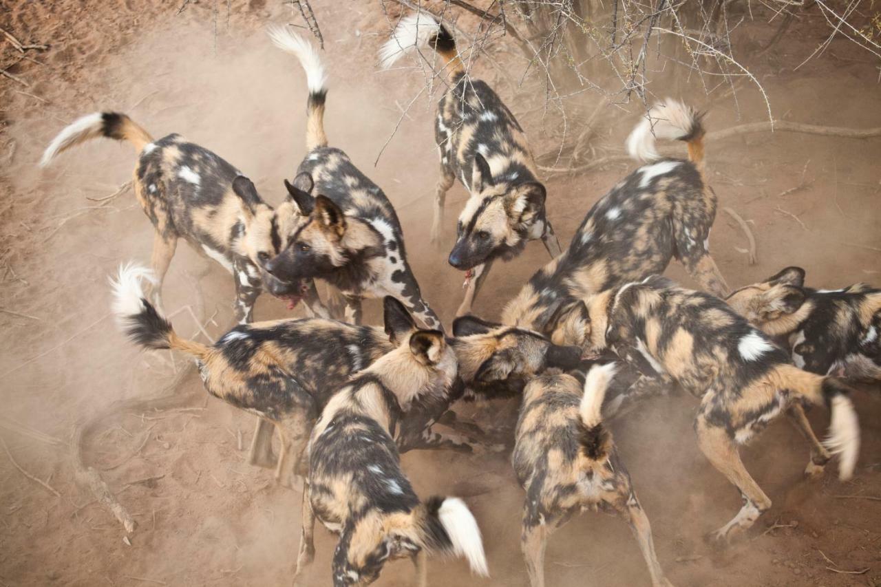 Simbavati River Lodge Timbavati Vadrezervátum Kültér fotó