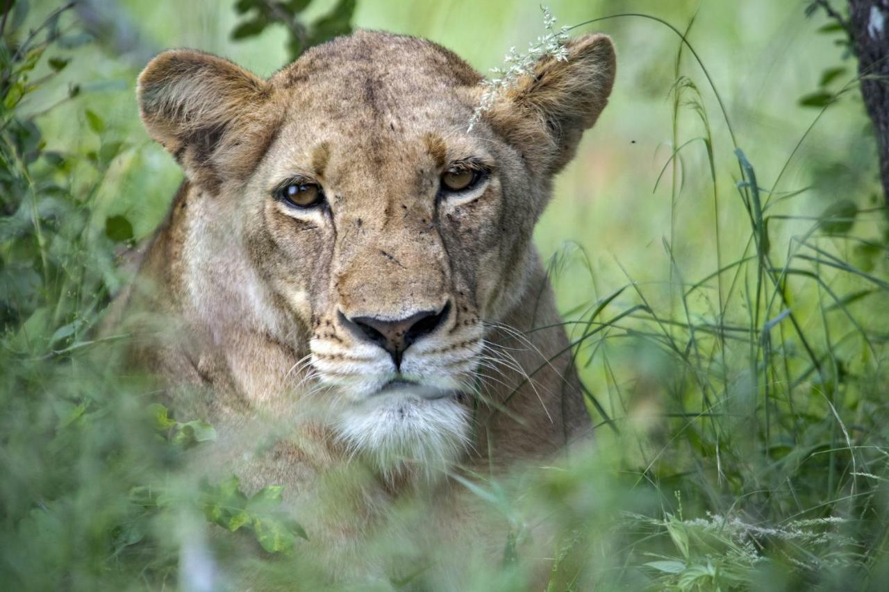 Simbavati River Lodge Timbavati Vadrezervátum Kültér fotó