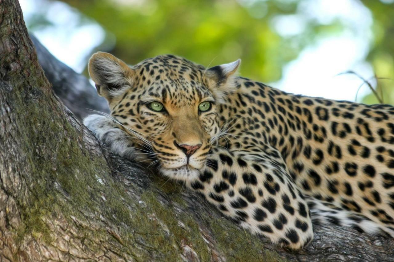 Simbavati River Lodge Timbavati Vadrezervátum Kültér fotó