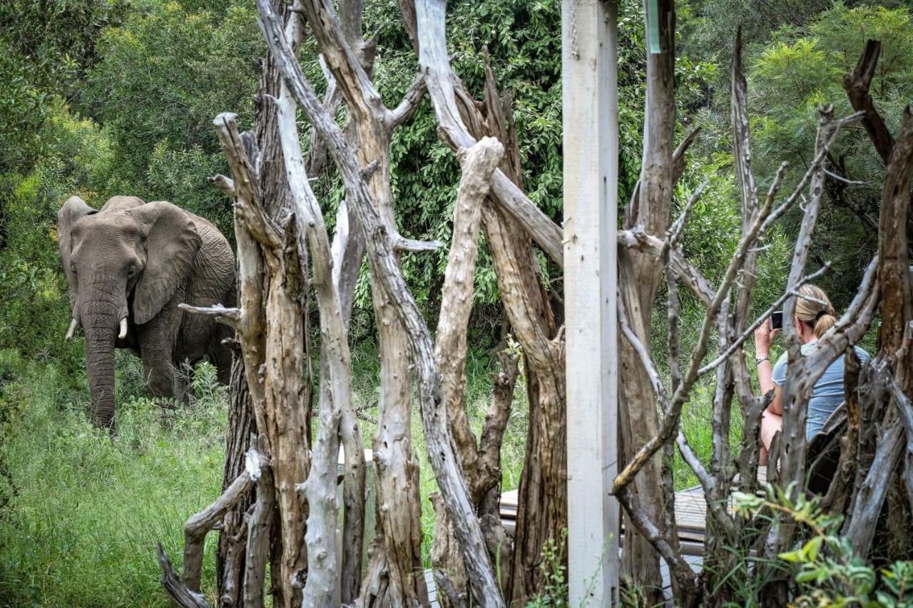 Simbavati River Lodge Timbavati Vadrezervátum Kültér fotó
