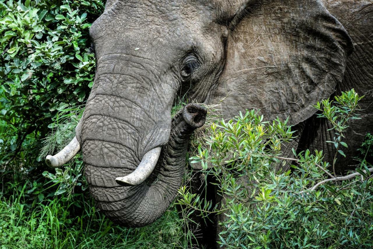 Simbavati River Lodge Timbavati Vadrezervátum Kültér fotó