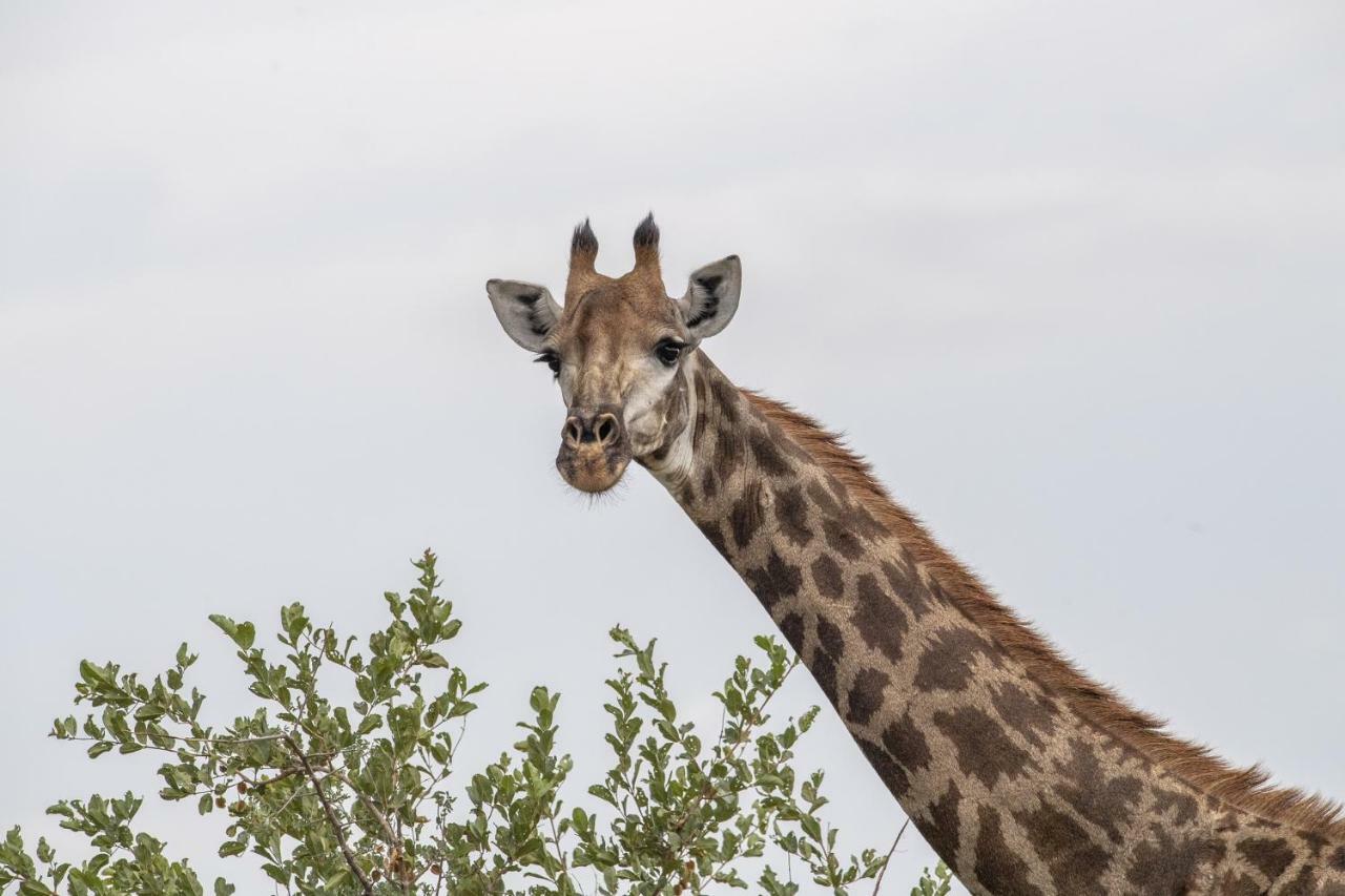 Simbavati River Lodge Timbavati Vadrezervátum Kültér fotó
