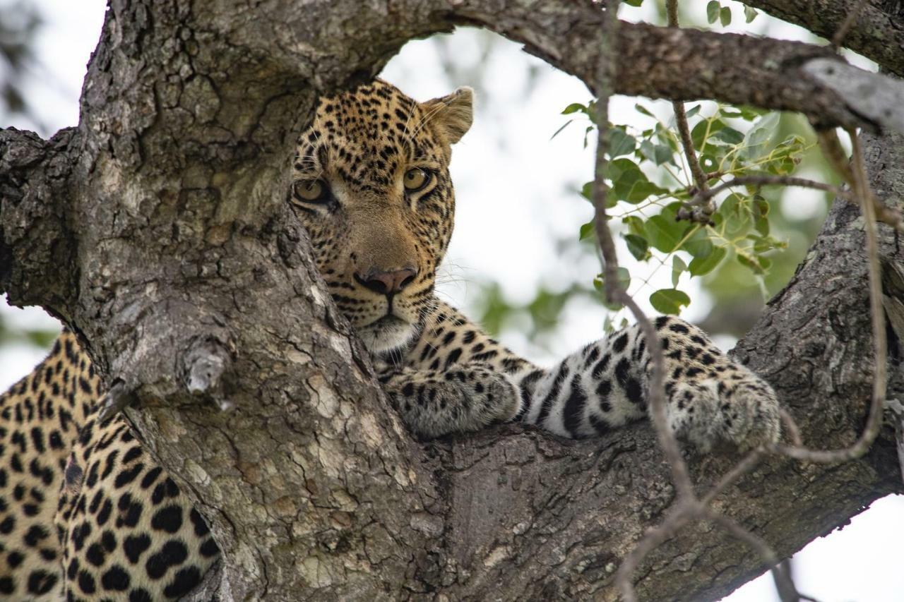 Simbavati River Lodge Timbavati Vadrezervátum Kültér fotó