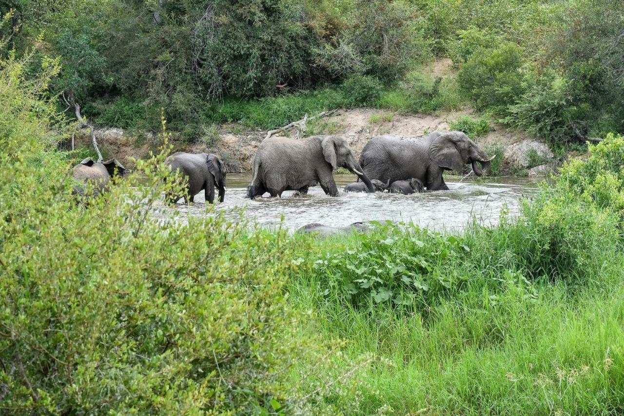 Simbavati River Lodge Timbavati Vadrezervátum Kültér fotó