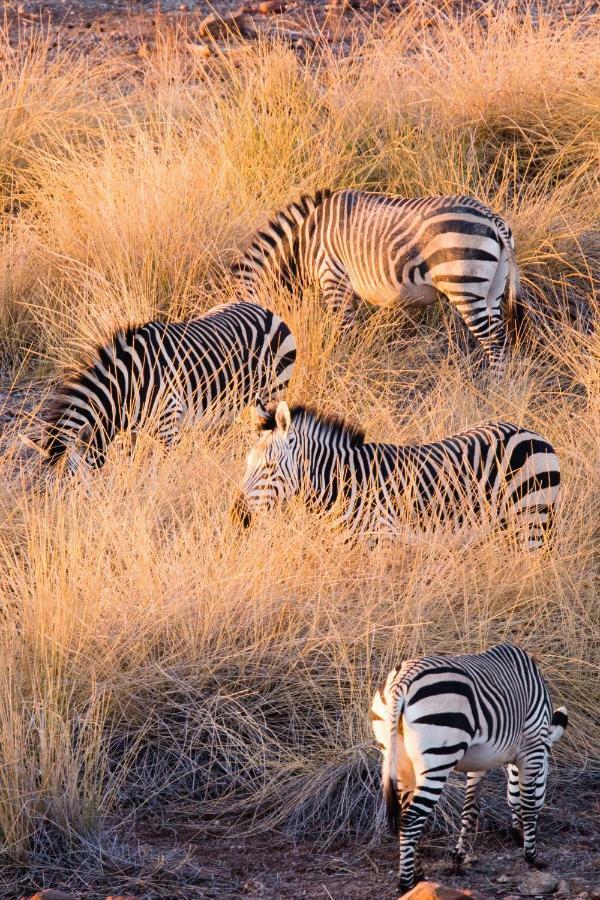 Simbavati River Lodge Timbavati Vadrezervátum Kültér fotó